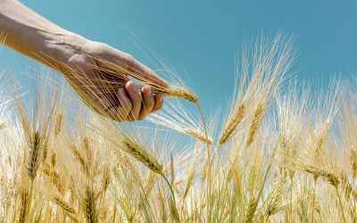 Photo of a hand grabbing wheat grains in a field to illustrate the article Did Jesus Keep the Sabbath Day?